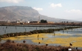 13-Fondo-melmoso-sullo-sfondo-Monte-Erice