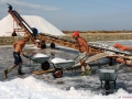 6-Salinari-al-lavoro-con-la-carriola-sul-nastro-trasportatore