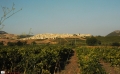 02-FILARI-DI-VIGNE-DSC_1481-DSC_1605