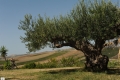 03-CAMPAGNA-CON-FILARI-DI-VIGNE-DSC_1116