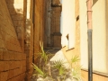 20-QUARTIERE-SARACENO-12-SCORCI-CON-CASE-E-CAMPANILE-DSC_1583