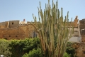 43-PALAZZO-PANITTERI-GIARDINO-DI-PIANTE-MEDITERRANEEDSC_1383-3