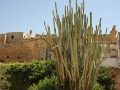 43-PALAZZO-PANITTERI-GIARDINO-DI-PIANTE-MEDITERRANEEDSC_1383-3