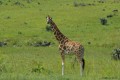 CUCCIOLO-DI-GIRAFFA