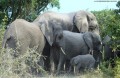 Elephant-game-drive