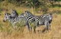 GRUPPO-DI-ZEBRE
