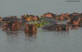 HIPPO-POOLS