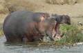 IPPOPOTAMO-