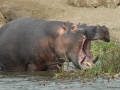 IPPOPOTAMO-