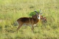 Impala