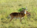 Impala