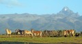 Mt-Kenya-con-ZEBRE
