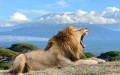 Mt-Kenya-con-leone
