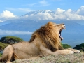 Mt-Kenya-con-leone