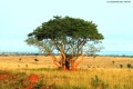 SHABA-RESERVE