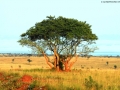 SHABA-RESERVE