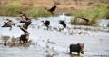 lago-Baringo