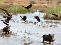 lago-Baringo