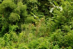 LAOS_Spadaccini_0158
