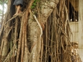 LAOS_Spadaccini_0355