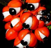 guarana_3