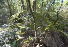 Scivolare sui massi, una forma di ginecologia protostorica