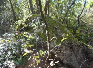 Scivolare sui massi, una forma di ginecologia protostorica