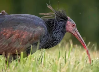 L’ibis eremita, nonostante tutto…