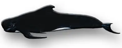 faroer